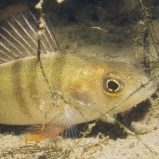 Poissons de Suisse Perche  - Perca fluviatilis 
