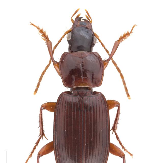 Carabes de Suisse  - Platyderus depressus