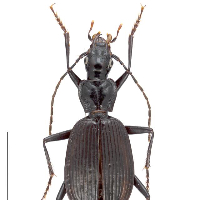 Carabes de Suisse  - Platynus depressus