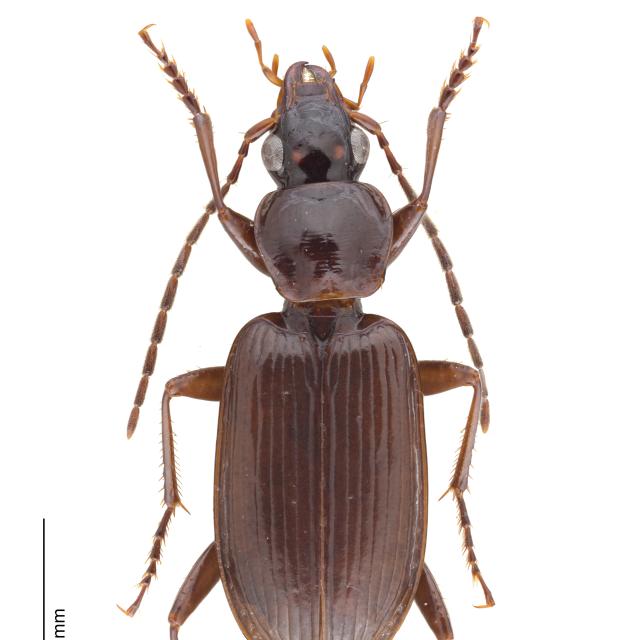 Carabes de Suisse  - Platynus livens