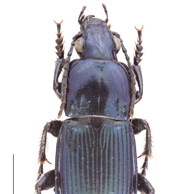 Carabes de Suisse  - Poecilus koyi viaticus