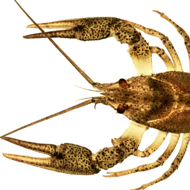  Ecrevisse à pattes grêles, ecrevisse turque - Pontastacus leptodactylus
