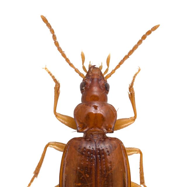 Carabes de Suisse  - Porotachys bisulcatus