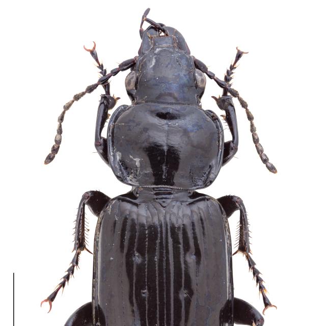 Carabes de Suisse  - Pterostichus aterrimus aterrimus