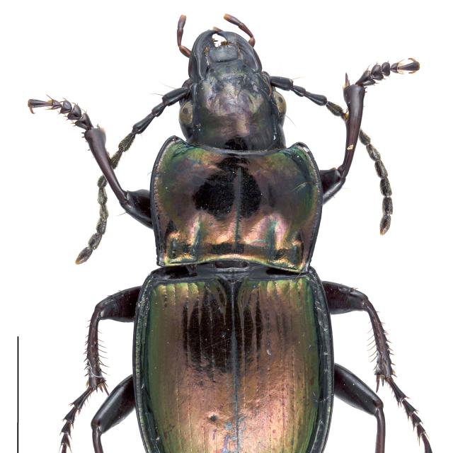 Carabes de Suisse  - Pterostichus burmeisteri burmeisteri