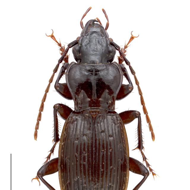 Carabes de Suisse  - Pterostichus fasciatopunctatus fasciatopunctatus