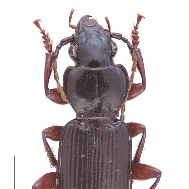 Carabes de Suisse  - Pterostichus macer macer