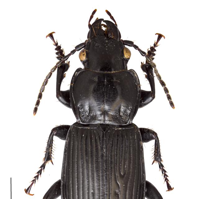 Carabes de Suisse  - Pterostichus melanarius melanarius