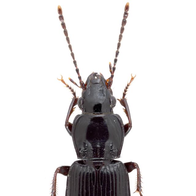 Carabes de Suisse  - Pterostichus minor minor