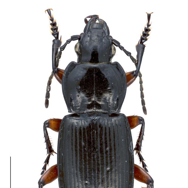 Carabes de Suisse  - Pterostichus morio morio