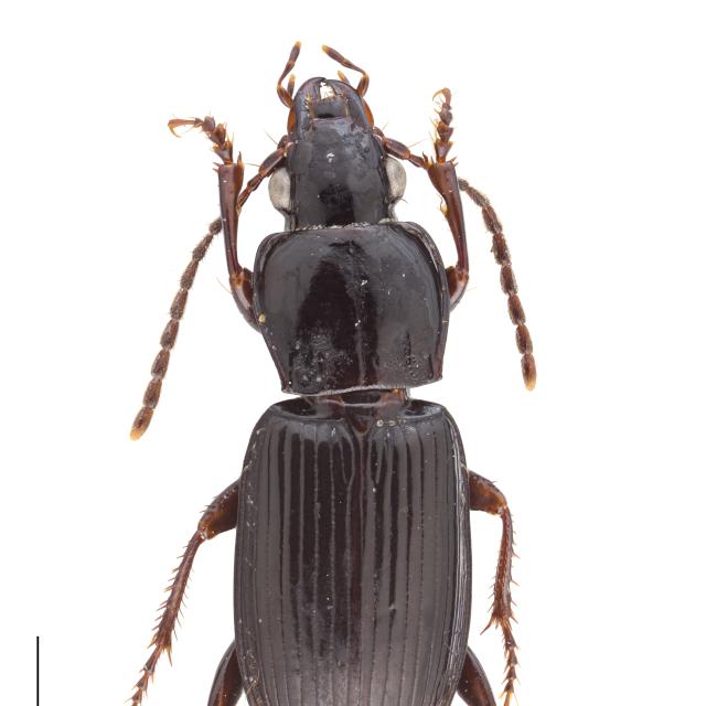 Carabes de Suisse  - Pterostichus oenotrius