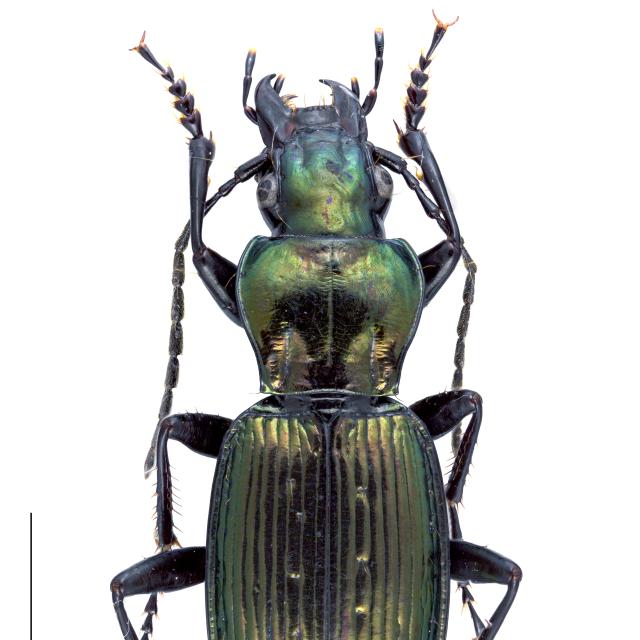 Carabes de Suisse  - Pterostichus rutilans
