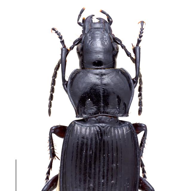Carabes de Suisse  - Pterostichus spinolae