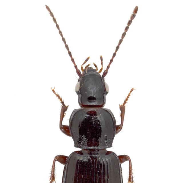 Carabes de Suisse  - Pterostichus strenuus