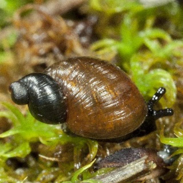 Mollusques de Suisse Ambrette des sables - Quickella   arenaria