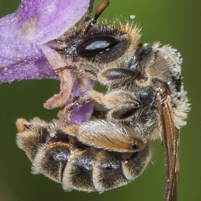 Les abeilles sauvages de Suisse Rophite cinq-épines - Rophites quinquespinosus