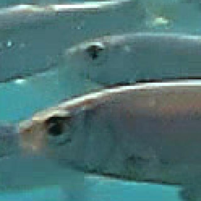 Poissons de Suisse Gardon  - Rutilus rutilus 