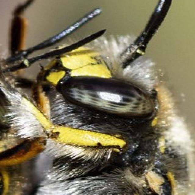 Les abeilles sauvages de Suisse  - Anthidium manicatum