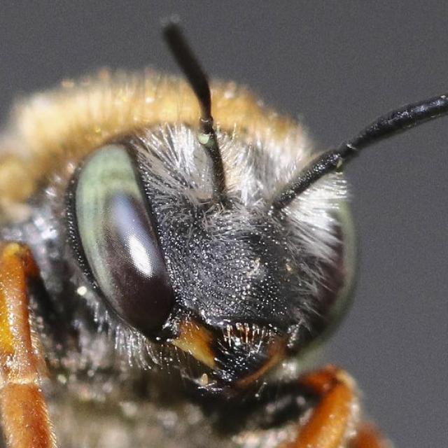 Les abeilles sauvages de Suisse  - Anthidium punctatum
