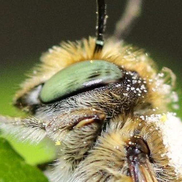 Les abeilles sauvages de Suisse  - Megachile argentata