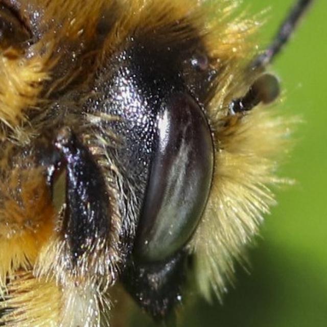Les abeilles sauvages de Suisse  - Megachile circumcincta