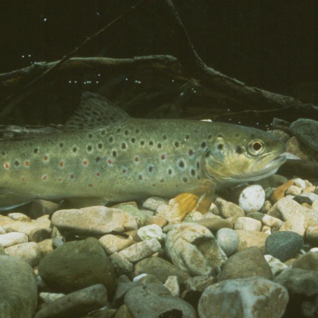 Poissons de Suisse Truite atlantique  - Salmo trutta 