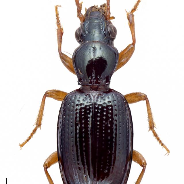 Carabes de Suisse  - Sinechostictus decoratus