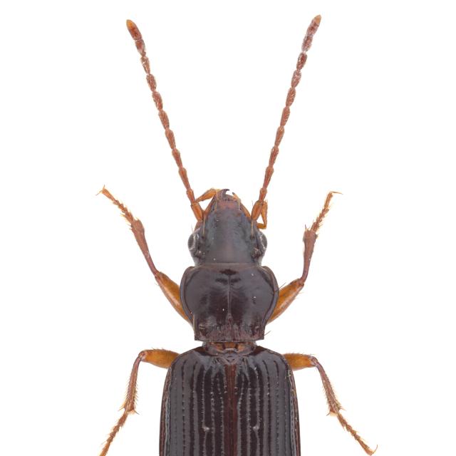 Carabes de Suisse  - Sinechostictus inustus