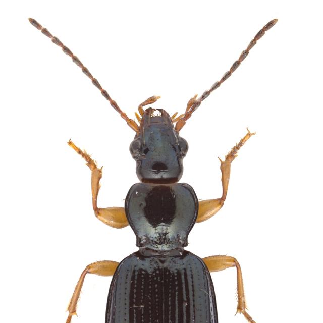 Carabes de Suisse  - Sinechostictus stomoides stomoides