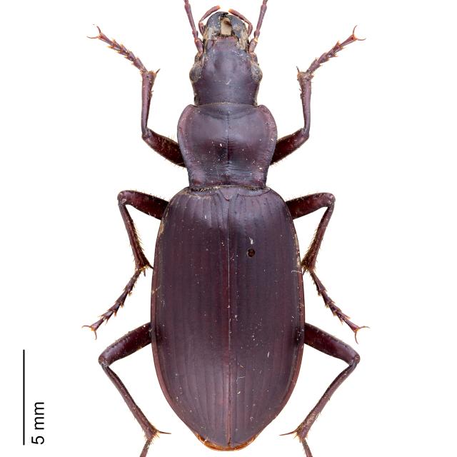 Carabes de Suisse  - Sphodrus leucophthalmus