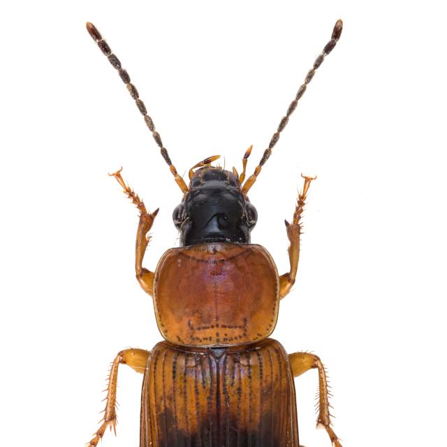Carabes de Suisse  - Stenolophus teutonus