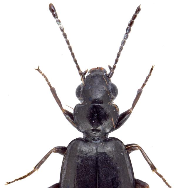Carabes de Suisse  - Syntomus truncatellus