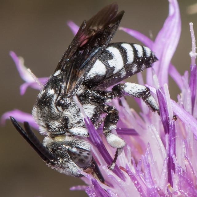 Les abeilles sauvages de Suisse Crocise tronquée - Thyreus truncatus