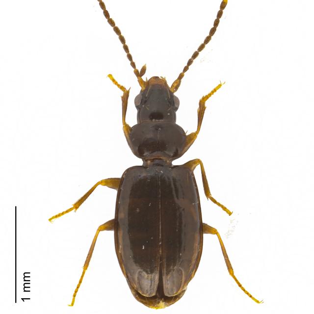 Carabes de Suisse  - Tachys bistriatus bistriatus