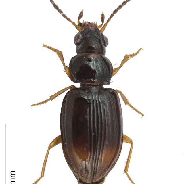 Carabes de Suisse  - Tachyura hoemorrhoidalis