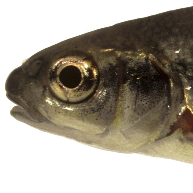 Poissons de Suisse Strigione  - Telestes muticellus 