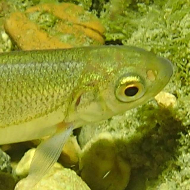 Poissons de Suisse Blageon  - Telestes souffia 