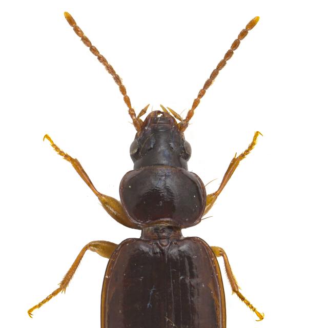 Carabes de Suisse  - Trechus obtusus obtusus