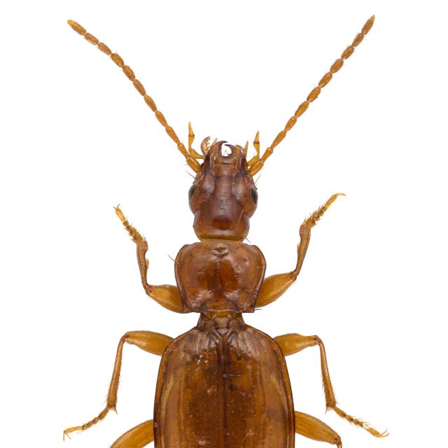 Carabes de Suisse  - Trechus piazzolii