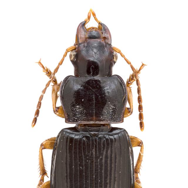 Carabes de Suisse  - Trichotichnus laevicollis