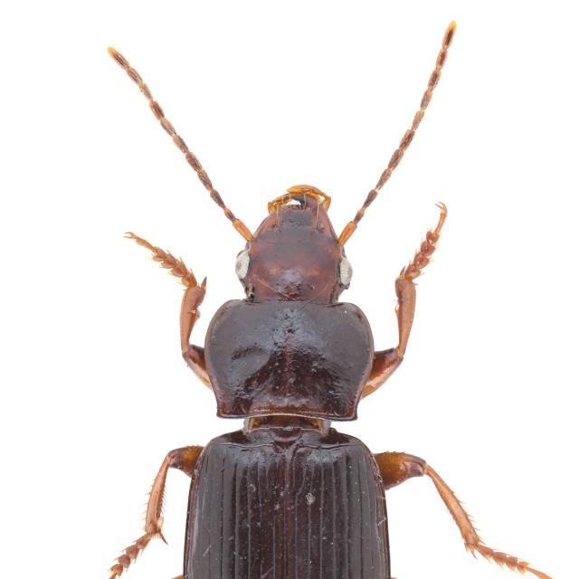 Carabes de Suisse  - Trichotichnus rimanus