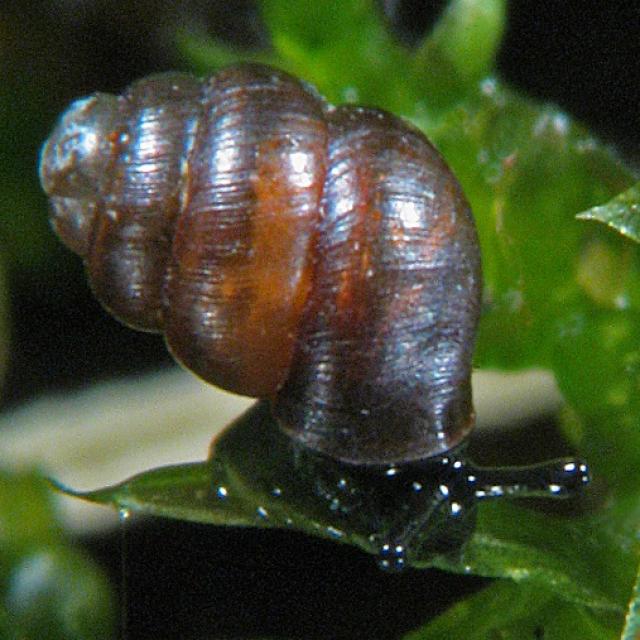 Mollusques de Suisse Vertigo septentrional - Vertigo   geyeri