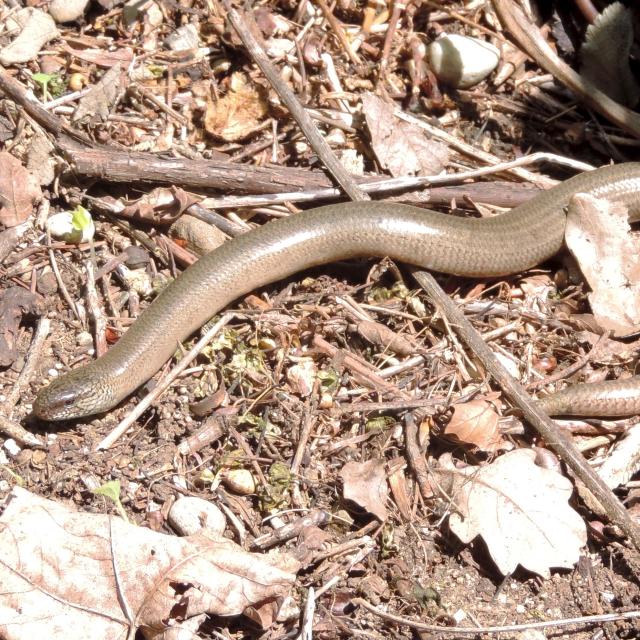 Reptiles de Suisse L'Orvet - Anguis fragilis
