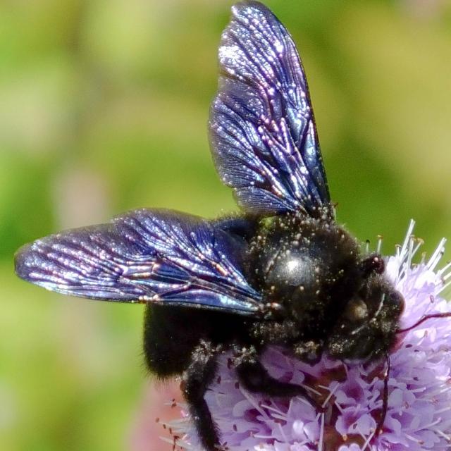 Les abeilles sauvages de Suisse Xylocope panarde - Xylocopa valga