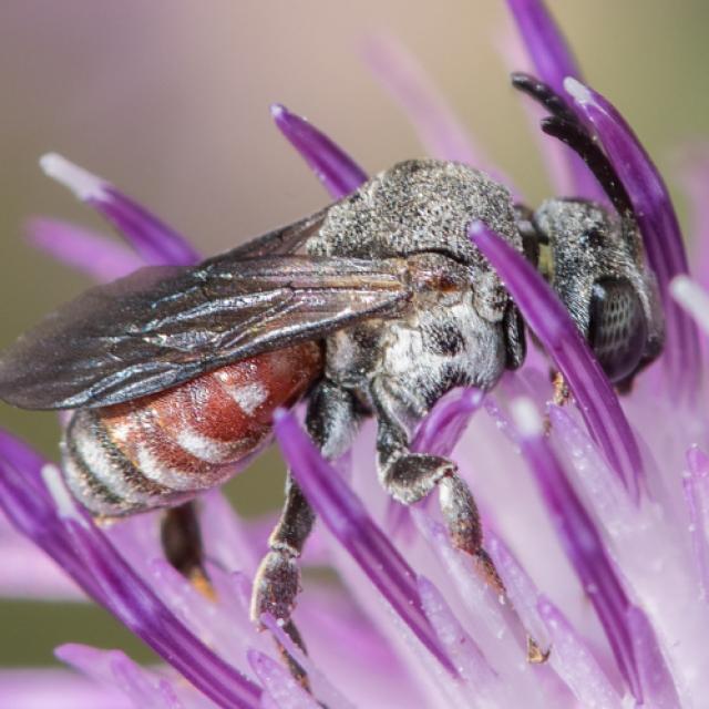 Ammobates punctatus, Finges, juillet 2019