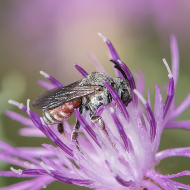Ammobates punctatus, Finges, juillet 2019