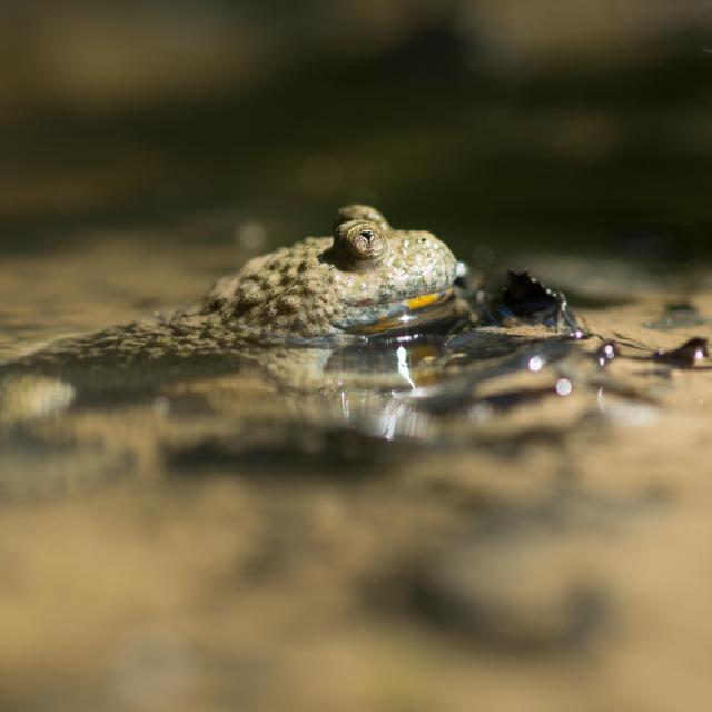 Bombina variegata © Maxime Chèvre