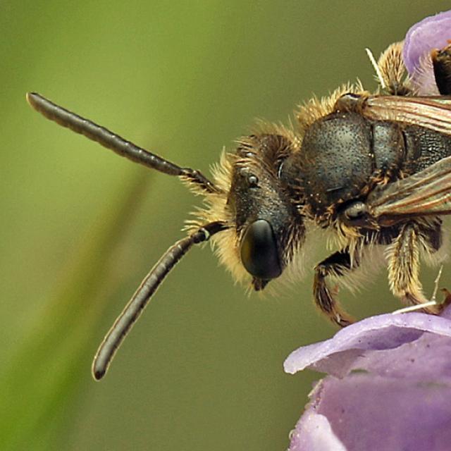 Les abeilles sauvages de Suisse - Micrandrena minutuloides
