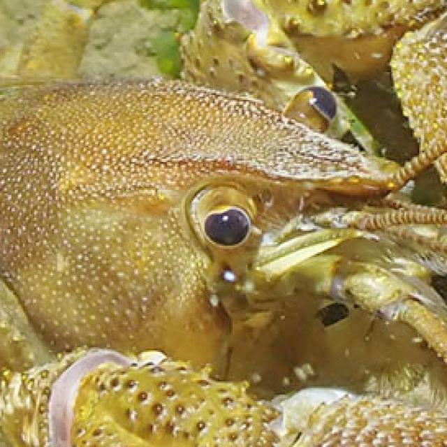 Austropotamobius pallipes © R. Krieg