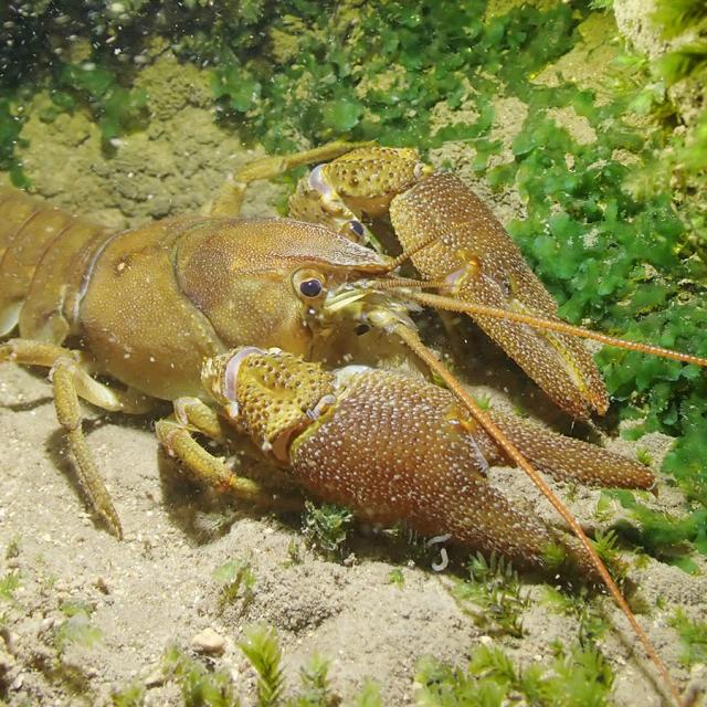 Austropotamobius pallipes © R. Krieg